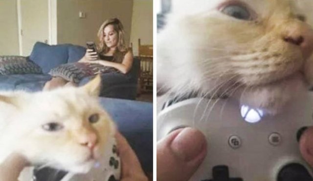 They Are Very Arrogant (22 pics)