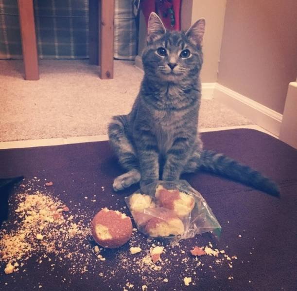 They Are Very Arrogant (22 pics)