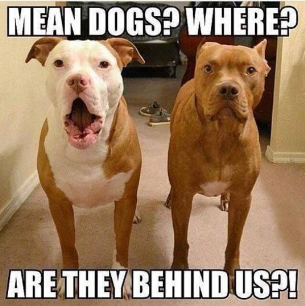 ''Angry'' Pitbulls (24 pics)