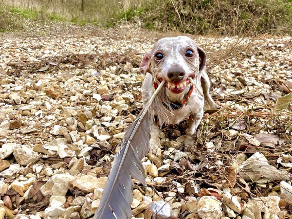 Funny Dogs (28 pics)
