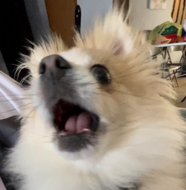 Funny Dogs (28 pics)