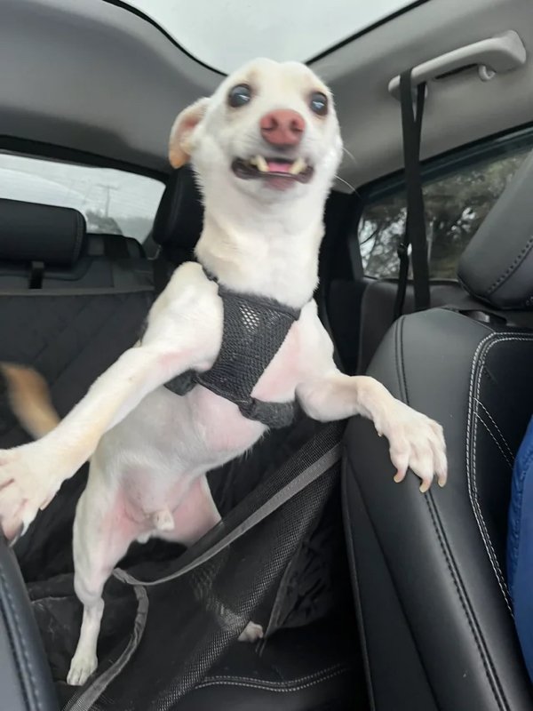 Funny Dogs (28 pics)