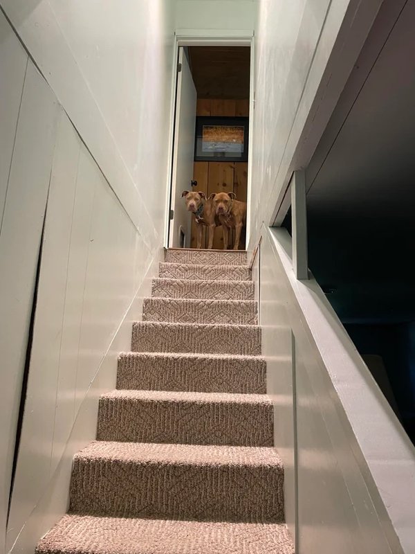 Funny Dogs (28 pics)