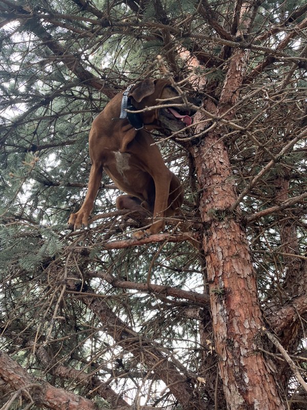 Funny Dogs (28 pics)