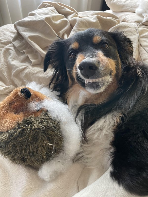 Funny Dogs (28 pics)
