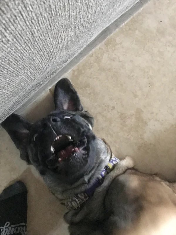 Funny Dogs (28 pics)