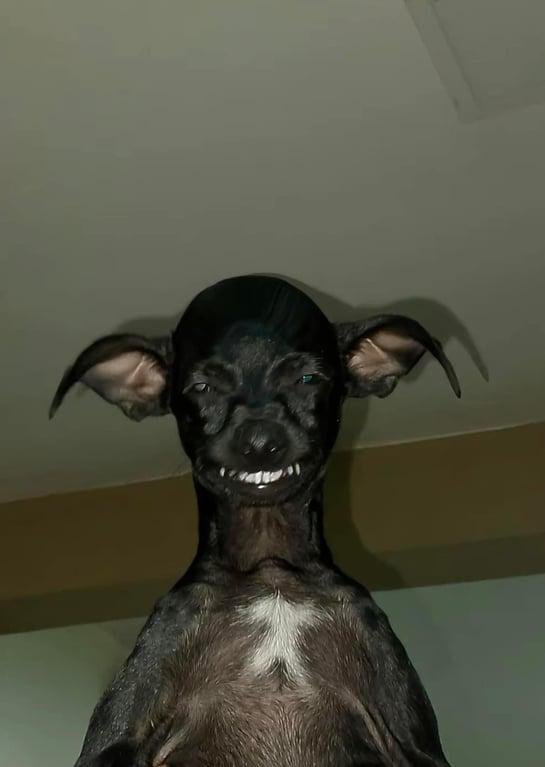 Funny Dogs (28 pics)