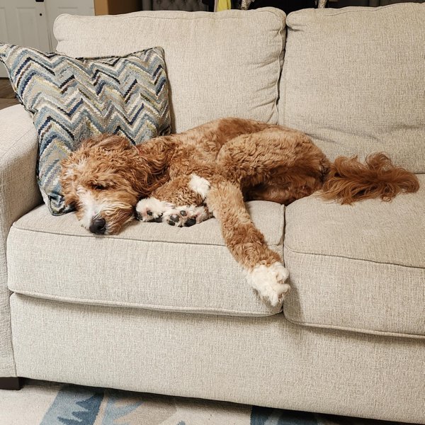 Funny Dogs (28 pics)