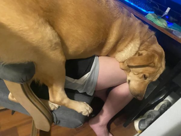 Funny Dogs (28 pics)