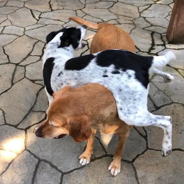 Funny Dogs (28 pics)