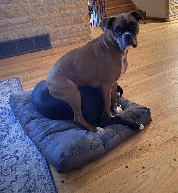 Funny Dogs (28 pics)