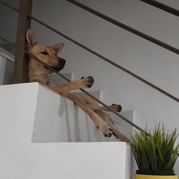 Funny Dogs (28 pics)