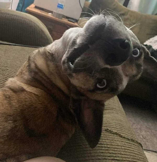 Funny Dogs (28 pics)