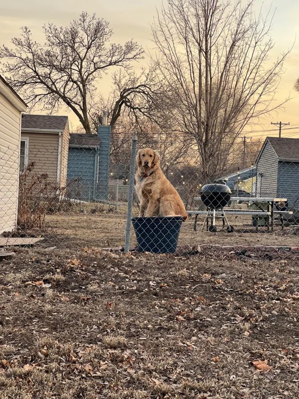 Funny Dogs (28 pics)