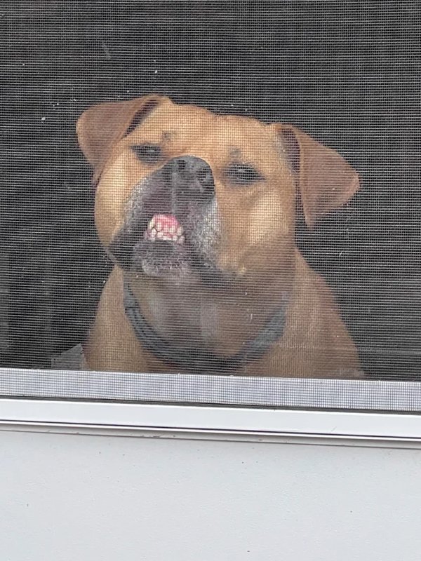 Funny Dogs (28 pics)