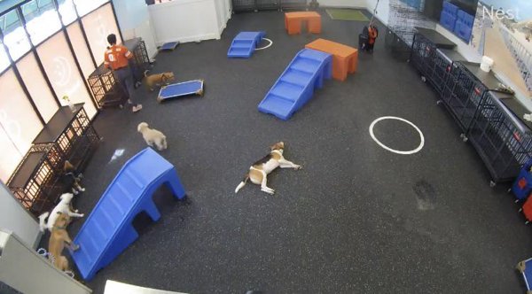 Funny Dogs (28 pics)