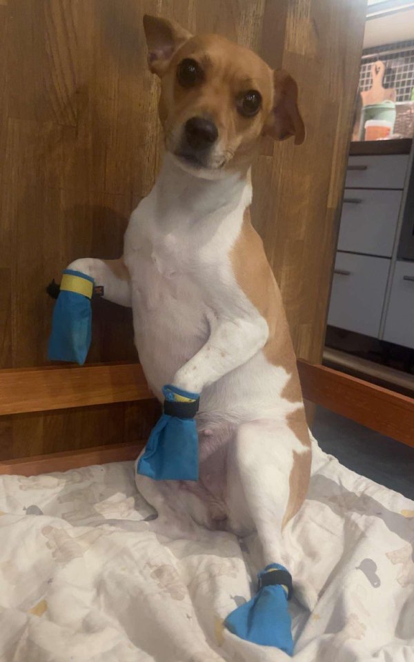 Funny Dogs (28 pics)