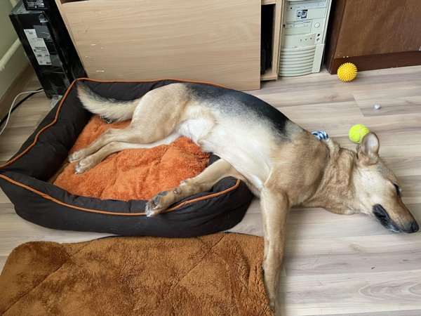 Funny Dogs (28 pics)
