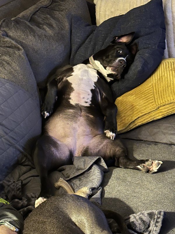 Funny Dogs (28 pics)