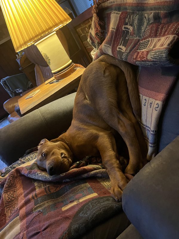 Funny Dogs (28 pics)