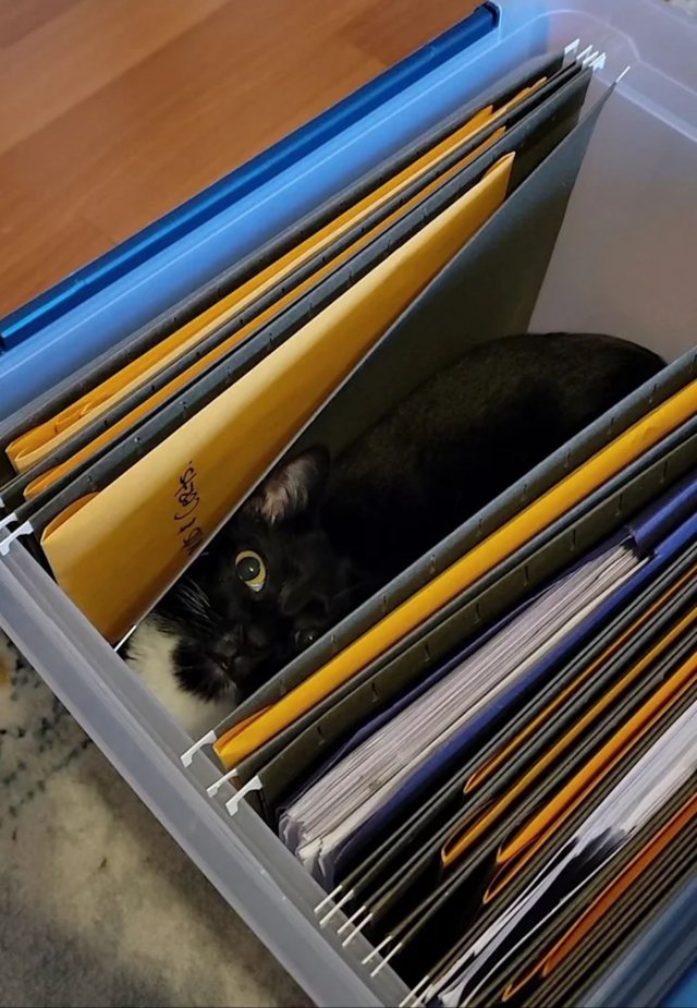 People Share Their Cute And Funny Cats (35 pics)