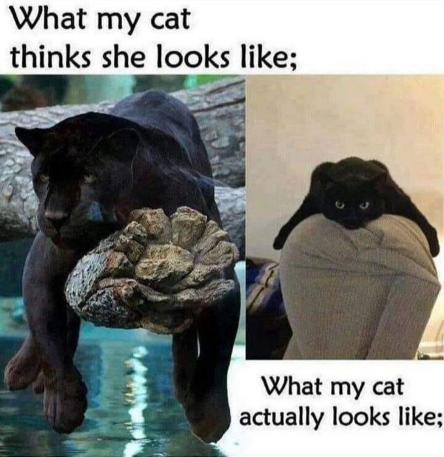 People Share Their Cute And Funny Cats (35 pics)