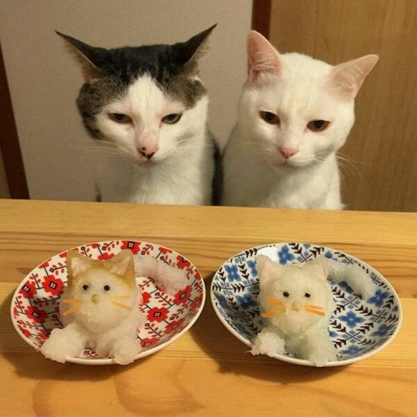 People Share Their Cute And Funny Cats (35 pics)