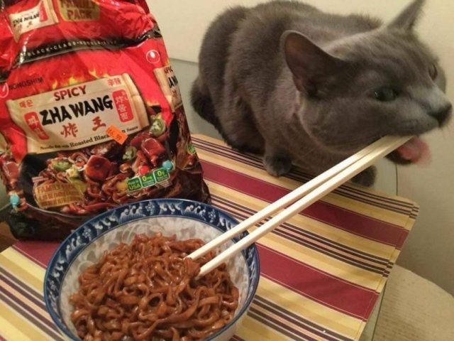 People Share Their Cute And Funny Cats (35 pics)