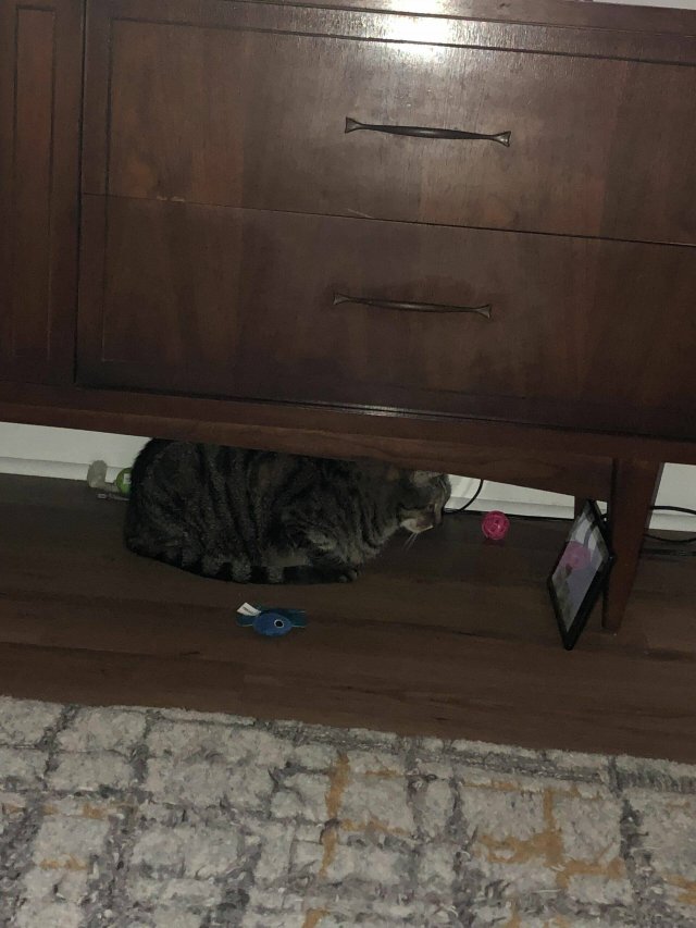 People Share Their Cute And Funny Cats (35 pics)