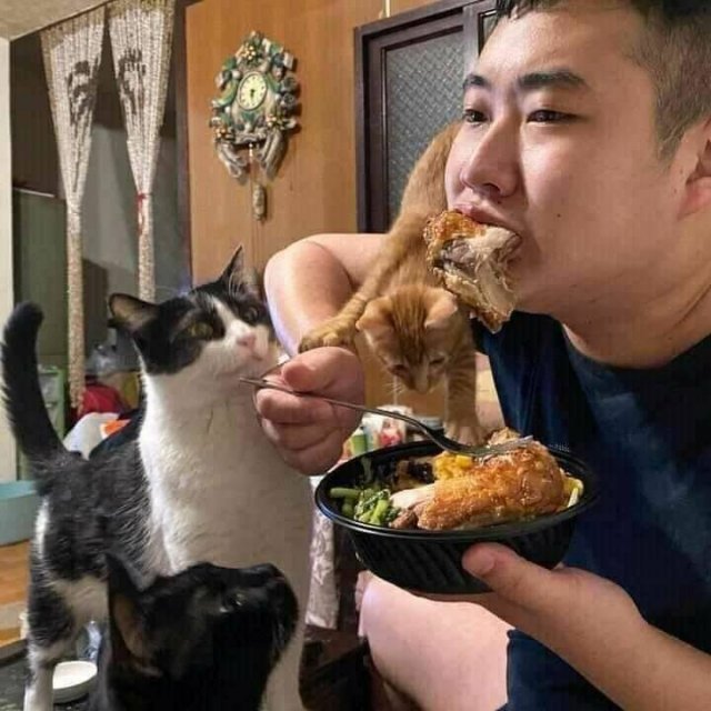 People Share Their Cute And Funny Cats (35 pics)