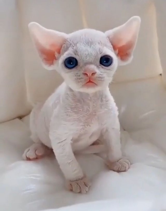 People Share Their Cute And Funny Cats (35 pics)