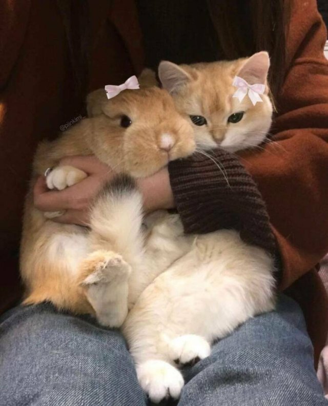 People Share Their Cute And Funny Cats (35 pics)