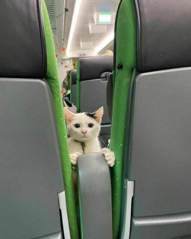 People Share Their Cute And Funny Cats (35 pics)