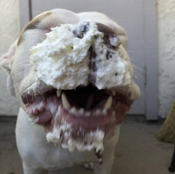 Naughty Dogs (18 pics)