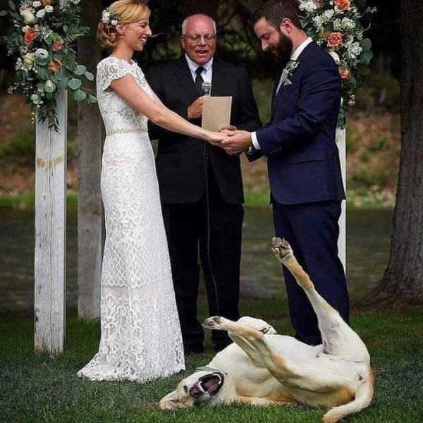 Naughty Dogs (18 pics)