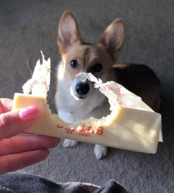 Naughty Dogs (18 pics)