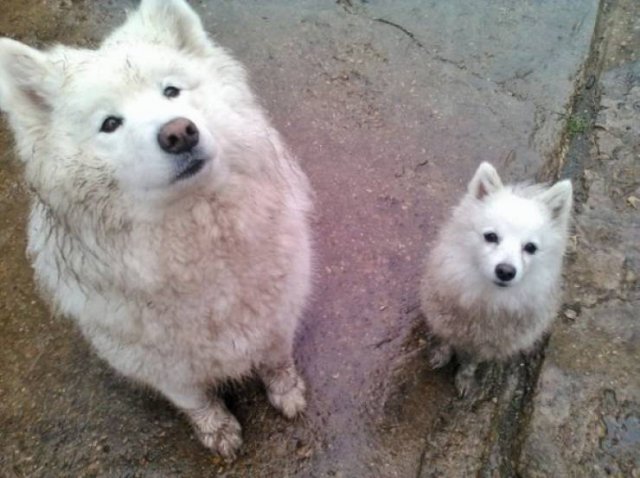 Naughty Dogs (18 pics)