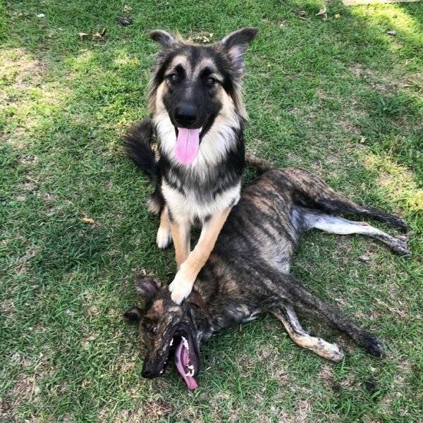 Naughty Dogs (18 pics)