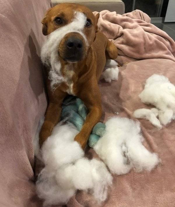 Naughty Dogs (18 pics)