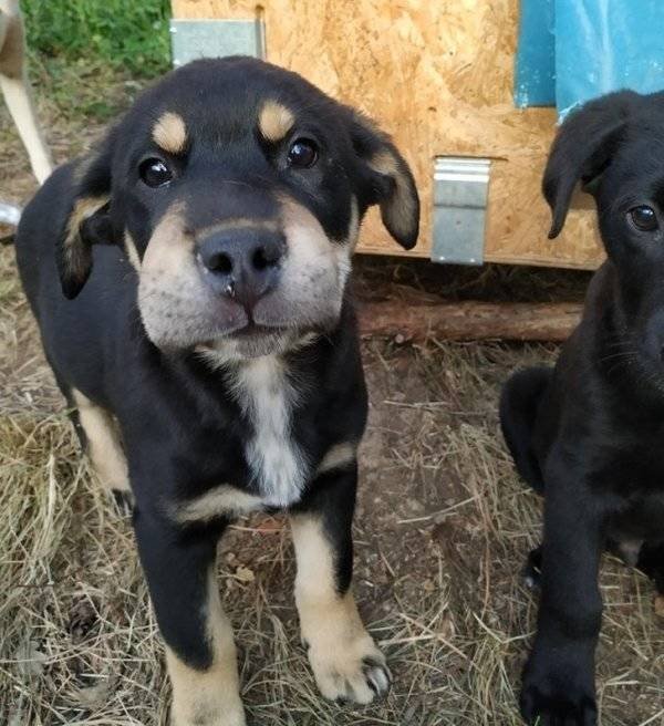 Naughty Dogs (18 pics)