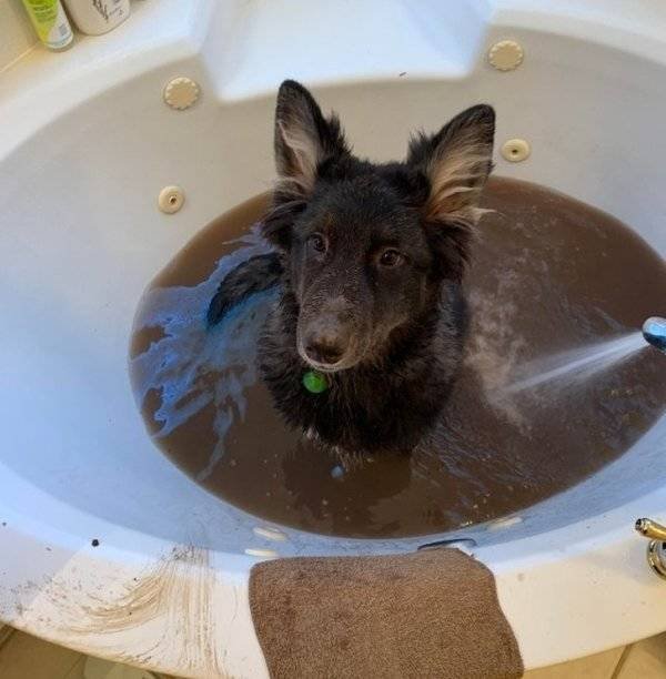 Naughty Dogs (18 pics)
