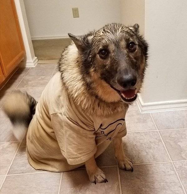 Naughty Dogs (18 pics)