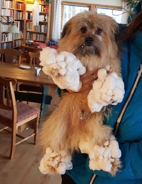 Naughty Dogs (18 pics)