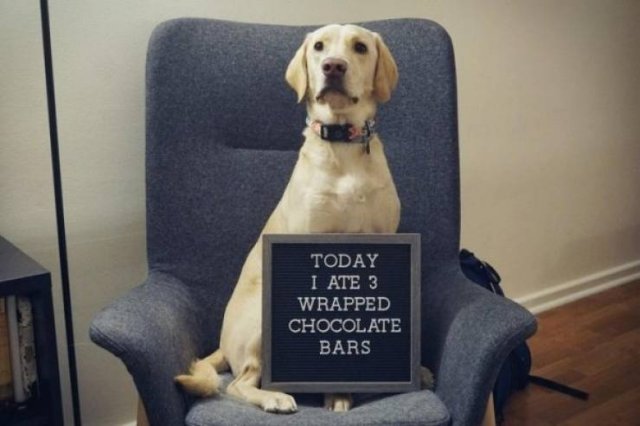 Naughty Dogs (18 pics)