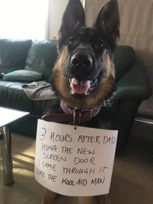 Naughty Dogs (18 pics)