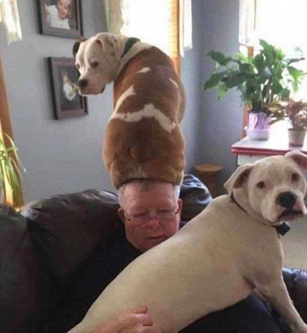 Naughty Dogs (18 pics)