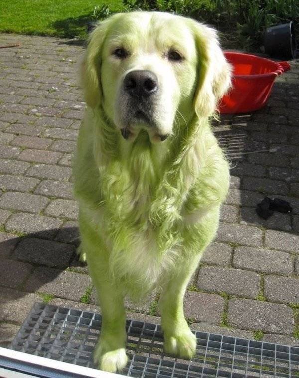 Naughty Dogs (18 pics)
