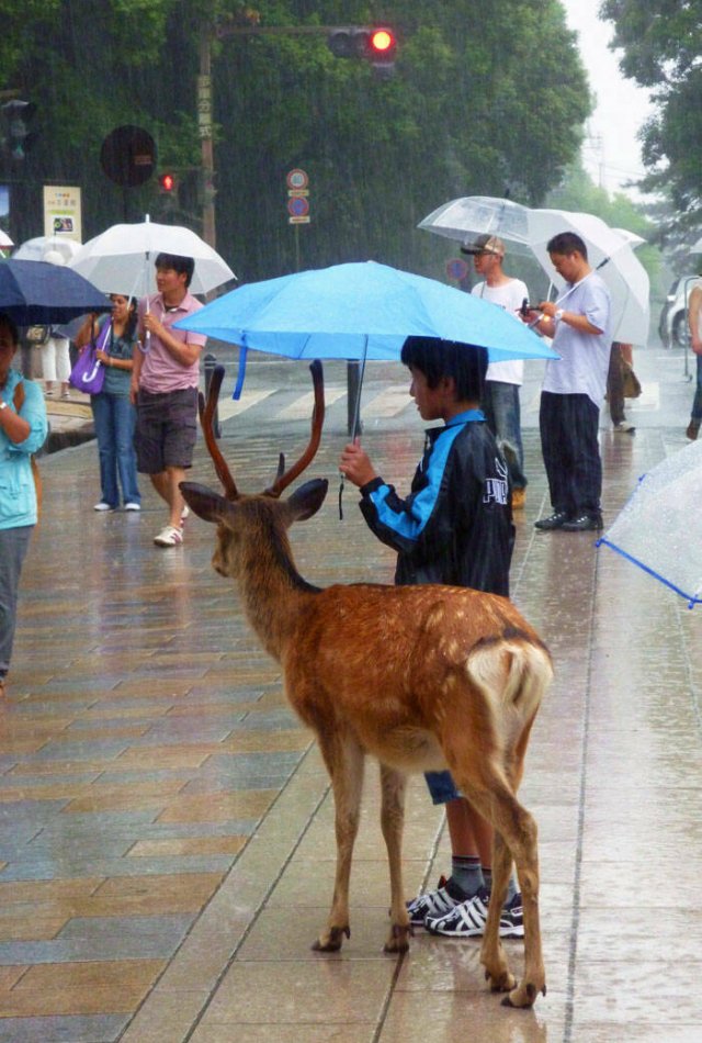 Interesting Things From Japan (25 pics)