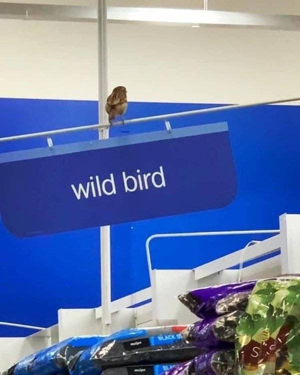 Funny Animals (30 pics)