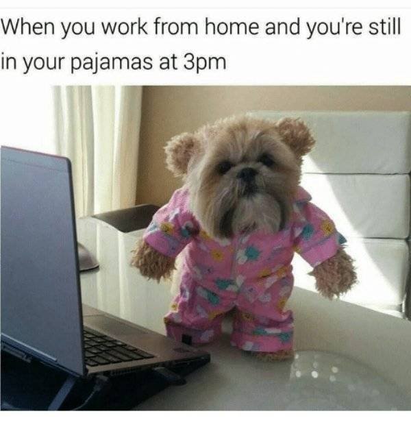 Funny Animals (30 pics)